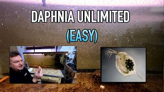 How I Raise Daphnia Water Fleas And You Can Too [upl. by Ainosal]