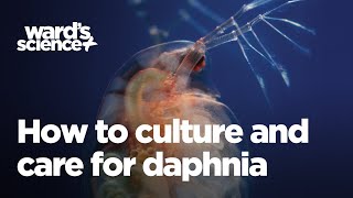 Caring and Culturing for Daphnia [upl. by Richards]