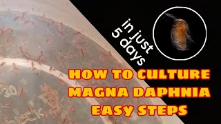 How to Culture Magna Daphnia Easily [upl. by Sekofski]