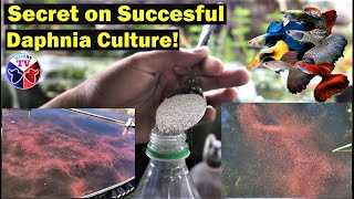 How to Culture Daphnia Successfully [upl. by Fontana309]