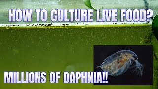 How to Culture Daphnia Secret Method to Breed MILLIONS  Simply Aquatic [upl. by Seigler]