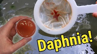 How I Culture Daphnia In Outdoor Tubs [upl. by Efal638]