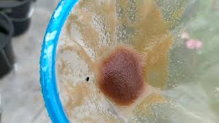 How to culture daphnia moina in a small container Part 1 English Subtitle [upl. by Aihsak]