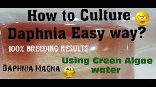 Daphnia MagnaHow to Culture Daphnia Easy wayCulturing Daphnia using Green water Daphnia [upl. by Ennasirk903]