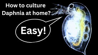 BEST Live Fish Food Beginner guide How to Culture Daphnia at home [upl. by Jimmy]