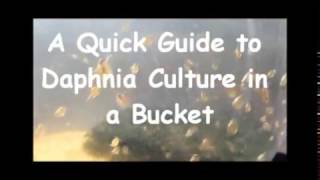 How to culture daphnia outside [upl. by Swithbart731]