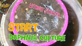 How to culture daphnia moina the easy way 1  Starting the Daphnia culture [upl. by Lothair284]