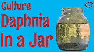 How to Culture Daphnia in a Jar [upl. by Riatsala710]