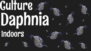 How to Culture Daphnia [upl. by Notlok491]