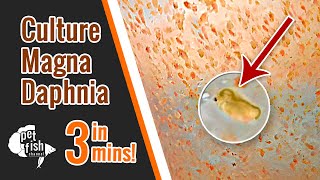 How to culture DAPHNIA MAGNA  The easy way [upl. by Anaynek]