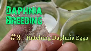 Daphnia Culture made simple and easy 3  Hatching Daphnia eggs [upl. by Alenson]