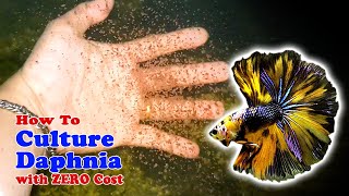 How to Culture Daphnia with ZERO Cost  Unlimited Live Food For Our Fish [upl. by Nnyroc569]