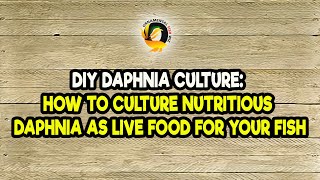 DIY Daphnia Culture How to Culture Nutritious Daphnia as Live Food for Your Fish [upl. by Nikki]