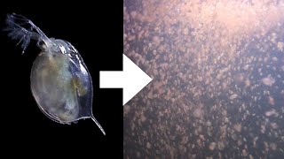 How I Culture Daphnia [upl. by Lianna]