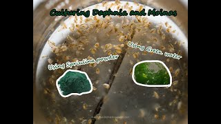 How To Culture Daphnia and Moinas using Green Water Spirulina powder [upl. by Dib285]