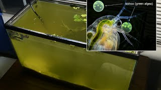 Raising Daphnia for the Freshwater Aquarium [upl. by Profant]