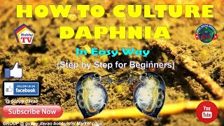 HOW TO CULTURE DAPHNIA In Easy Way [upl. by Ardnasyl]